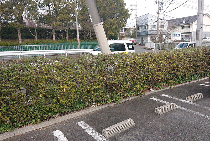 刈り込み事例