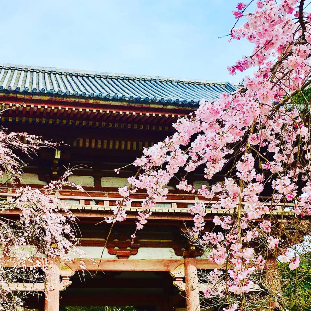 醍醐寺桜