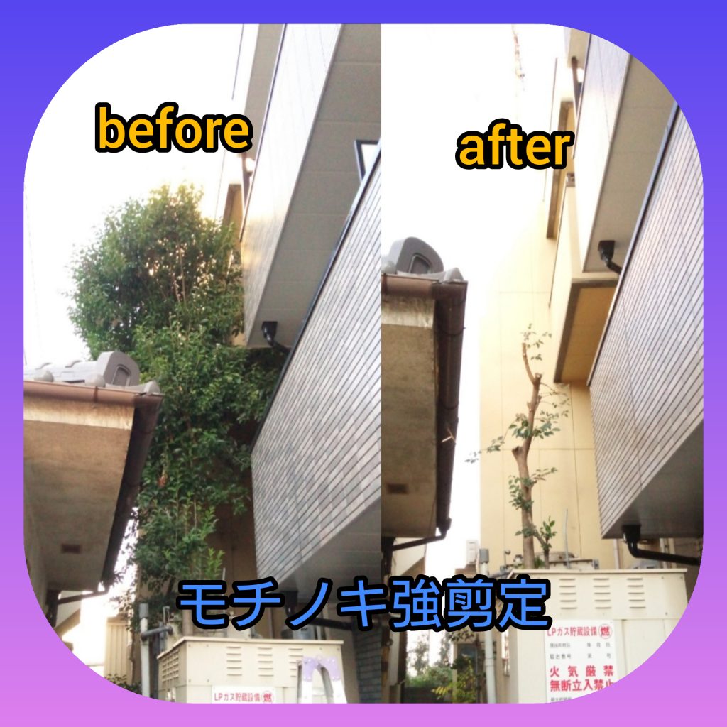 剪定・強剪定・刈り込み　言葉の意味