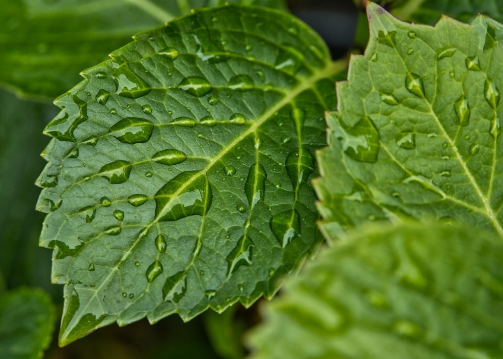 植木屋の梅雨、雨の日事情は？